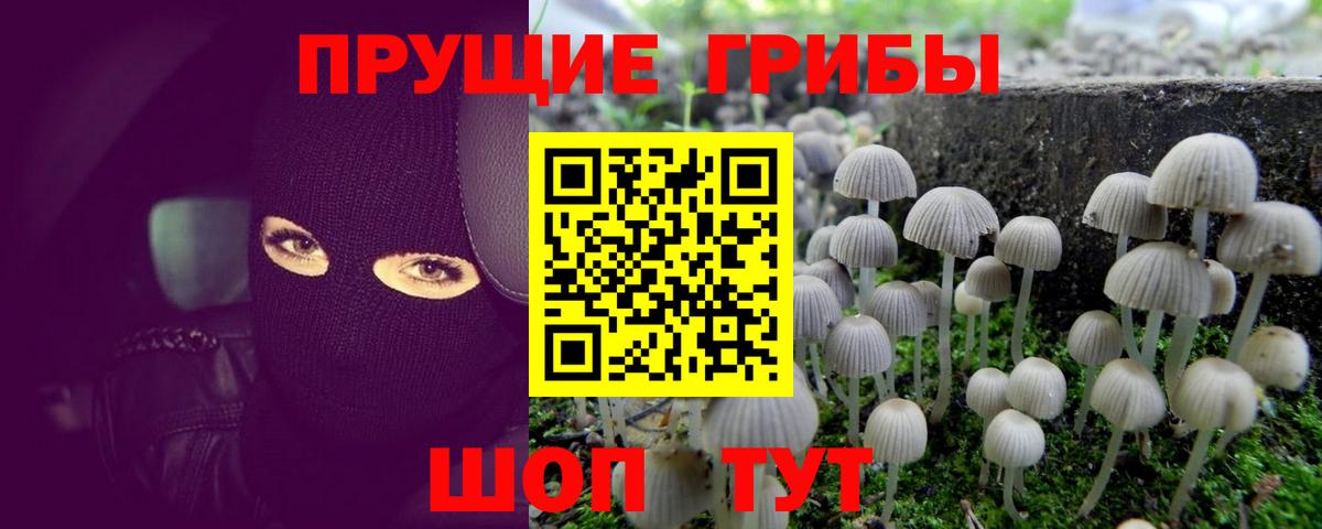Псилоцибиновые грибы Psilocybine cubensis Елизово